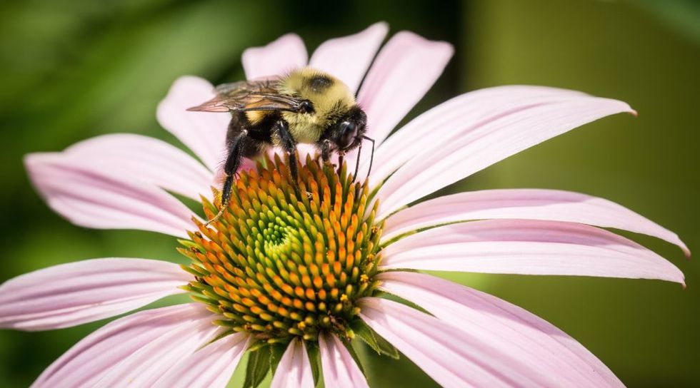German Scientists May Have Just Accidentally Found a Way to Save Our Honeybees