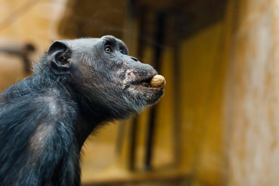 An Outbreak of the Human Cold Virus Turned Deadly for Chimpanzees in Uganda