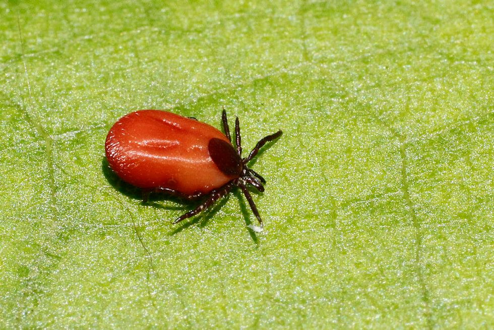 Climate Change Is Turning Lyme Disease and Other Tick-Borne Illnesses Into a Global Health Threat