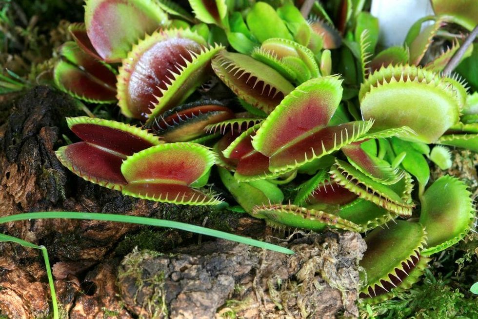 Turns Out Venus Flytraps Are Incredibly Selective About the Insects They 'Eat' and for Good Reason