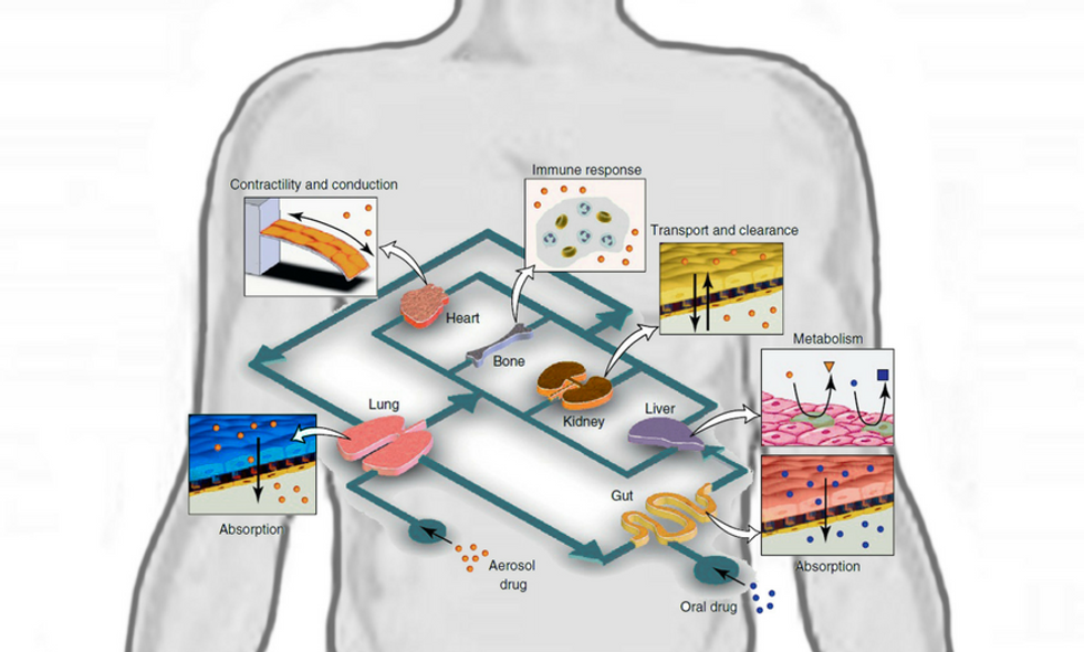 The Development of Human 'Organs on a Chip' Could Mean the End of Animal Testing