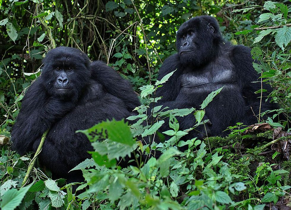 Young Gorillas in Rwanda Have Learned to Work Together to Dismantle Poachers' Traps