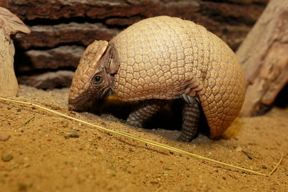 Eating Armadillo Vastly Increases Your Chances of Contracting Leprosy
