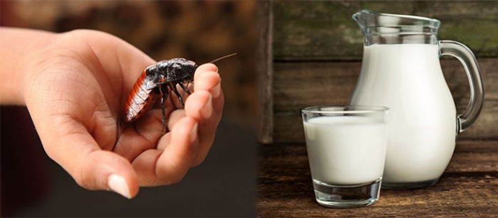 Cockroach 'Milk' Is a Now Thing, and Apparently, It's Incredibly Good For You