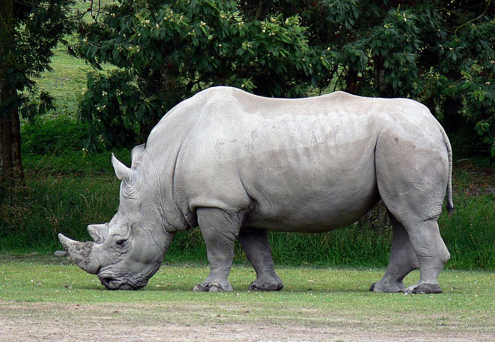 We Can Now Bring Back the Northern White Rhinoceros From Extinction...Sort Of