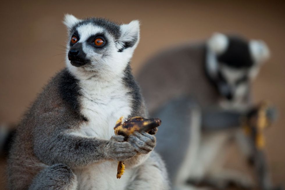 Some Fruits Actually Adapt Themselves to Attract the Animals That Eat Them, and It Makes a Lot of Sense