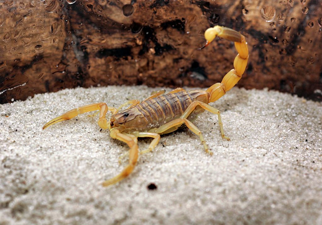 Пестрый скорпион фото