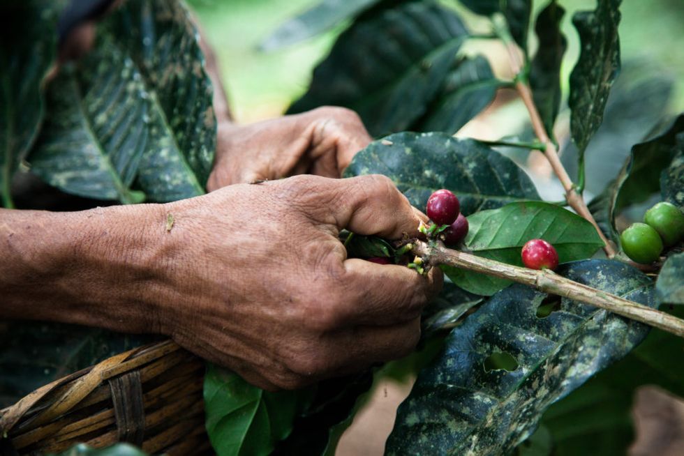 Most Coffee Species Could Be Extinct in 20 Years For Exactly the Reason You Think