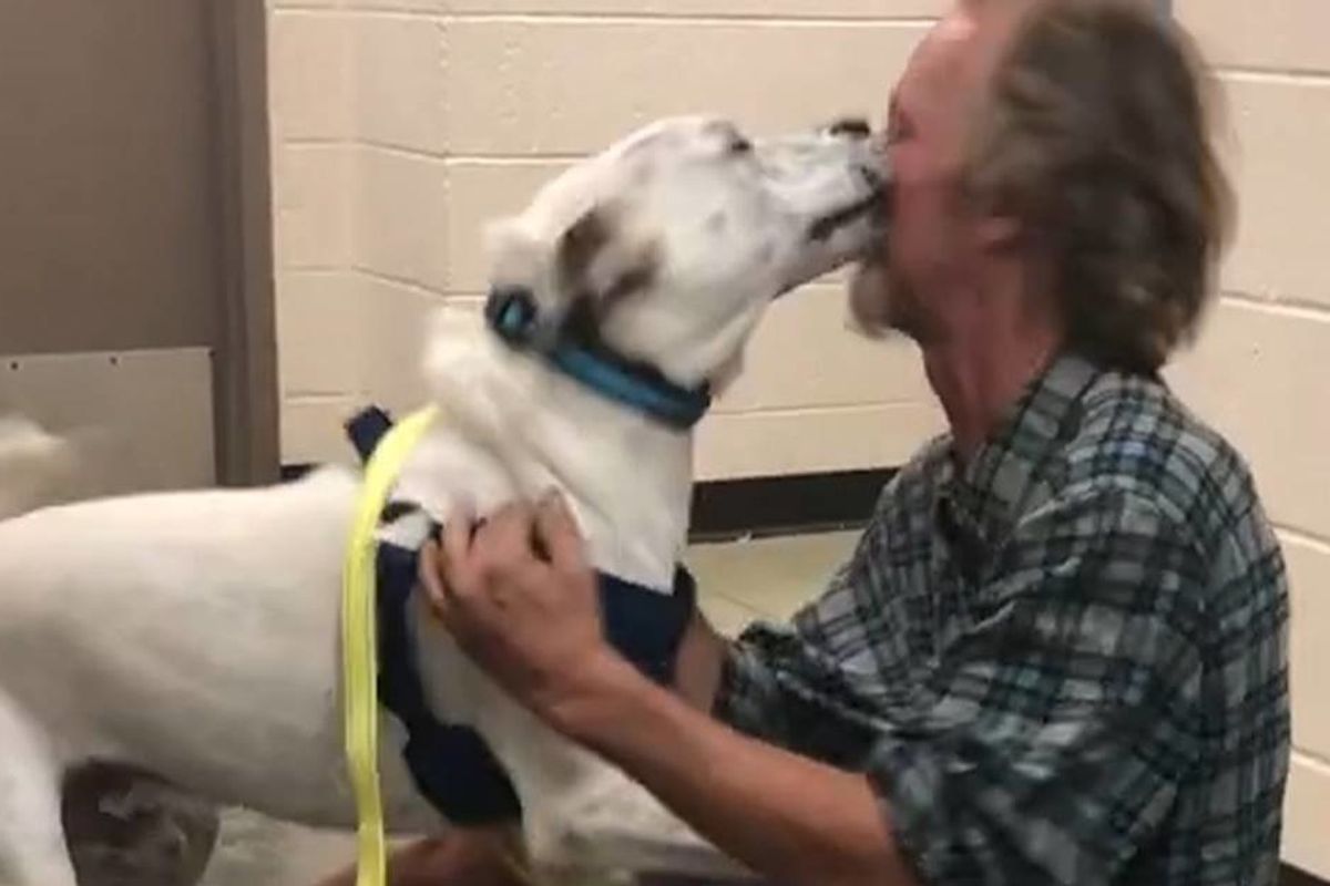 Video captures the incredible moment a homeless man and his beloved dog are reunited