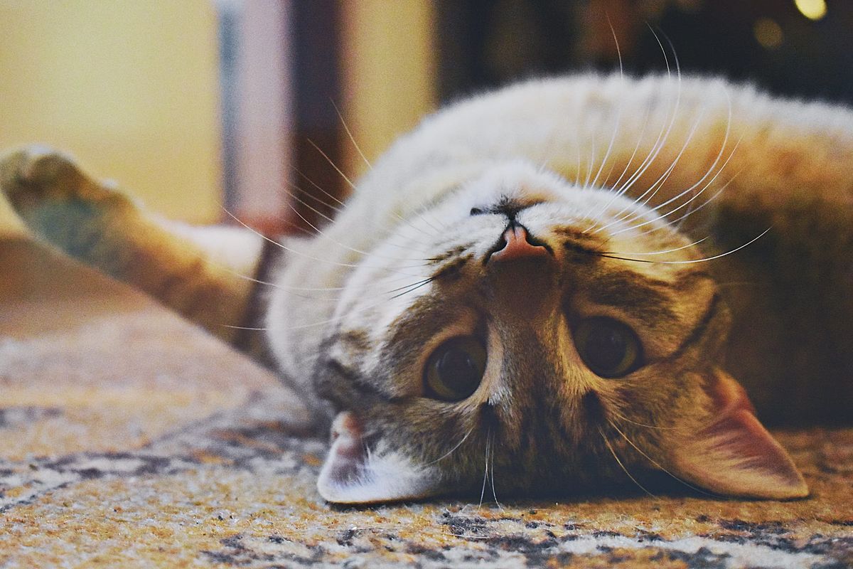 It turns out your cat actually does love you, a new study claims