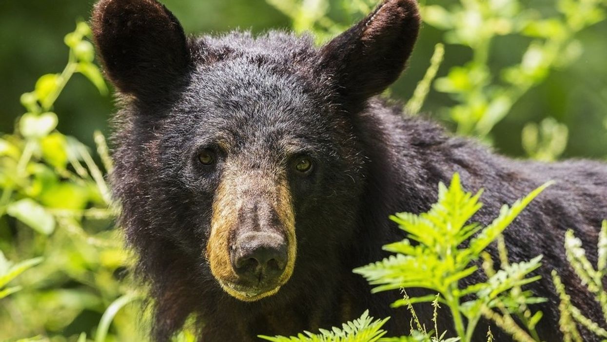 Black bear spotted roaming around Gatlinburg hotel looking for fresh towels, probably