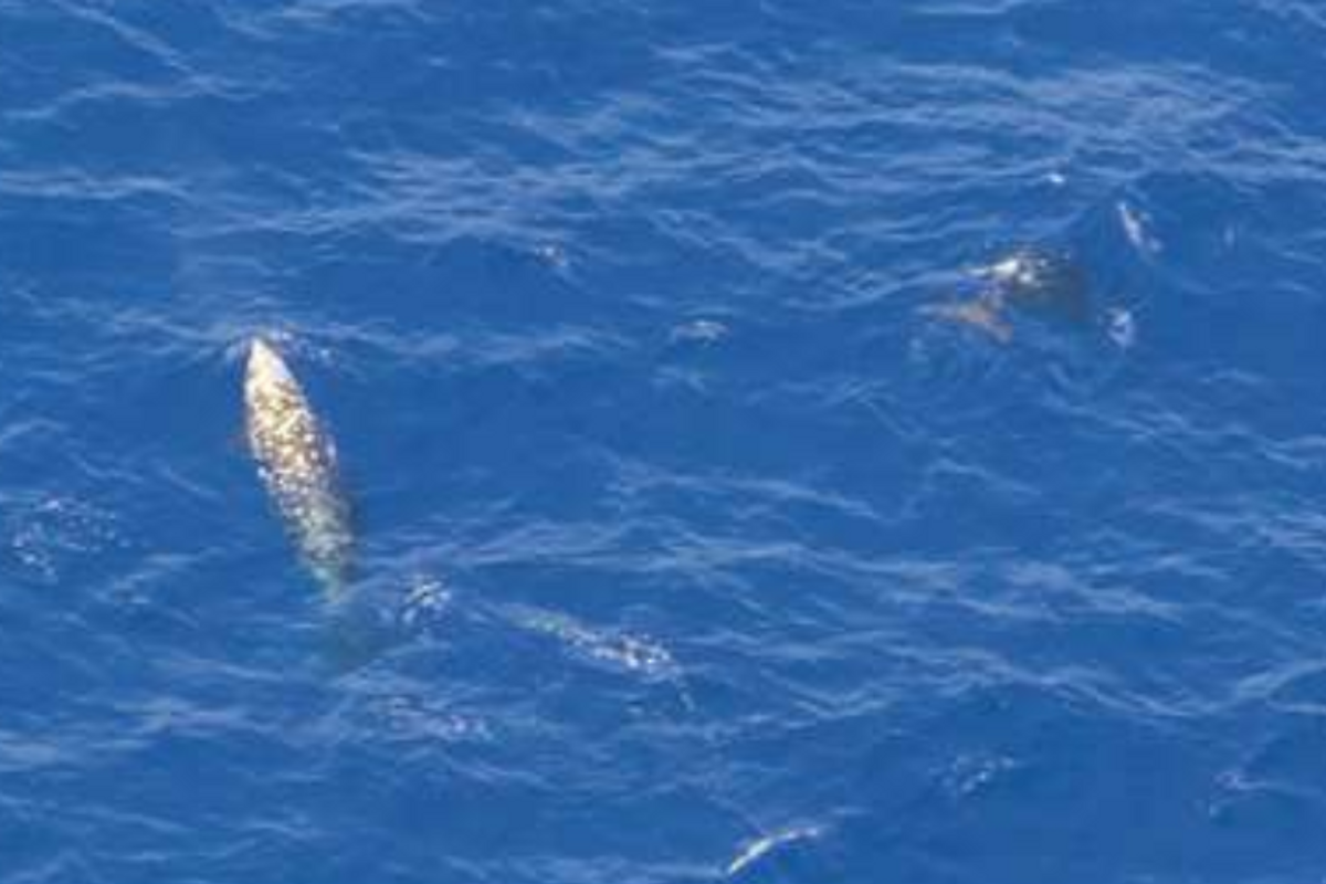 Whales have made their way into the Great Pacific Garbage Patch