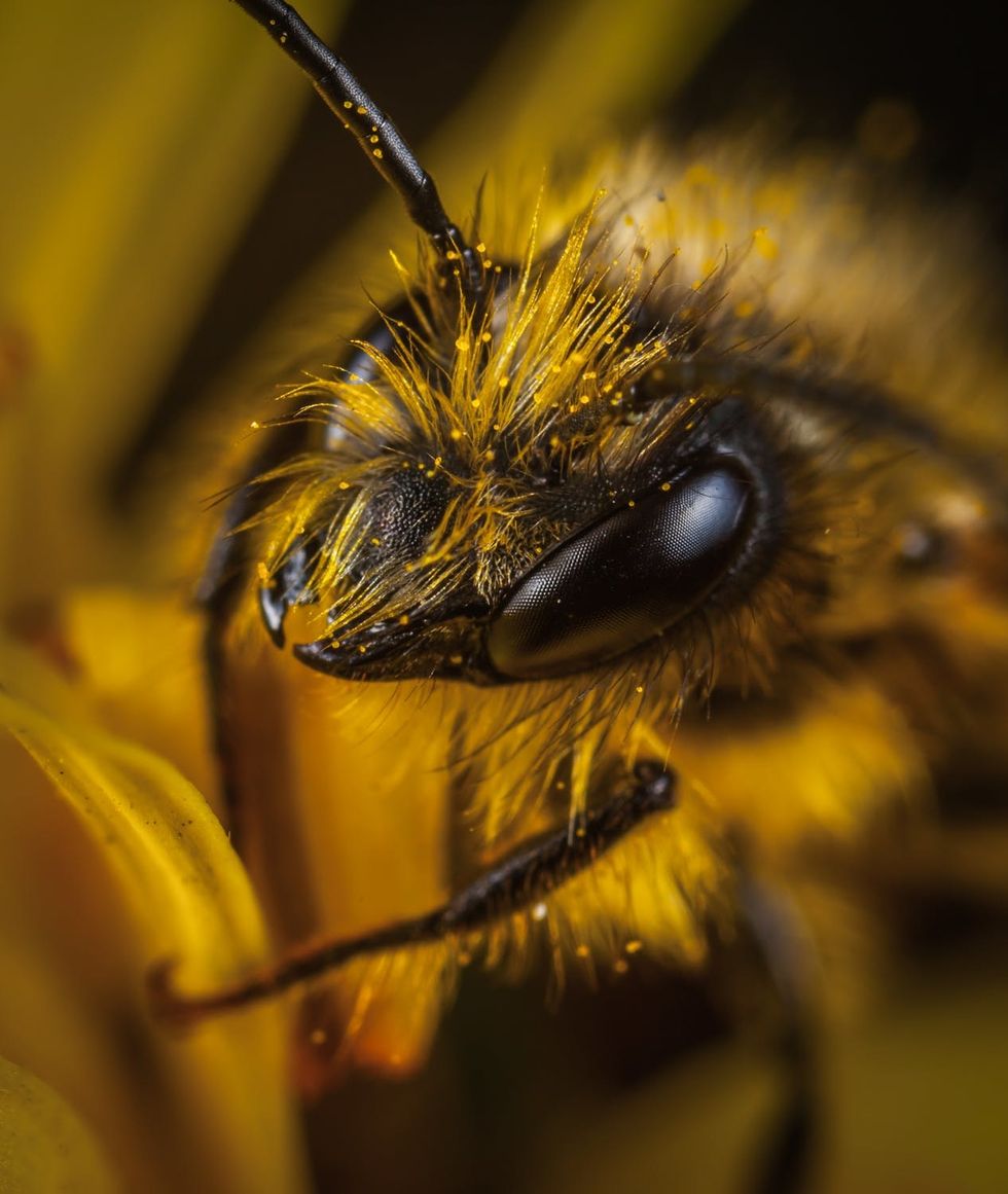 It's 2019 And It's Time We Save The Bees