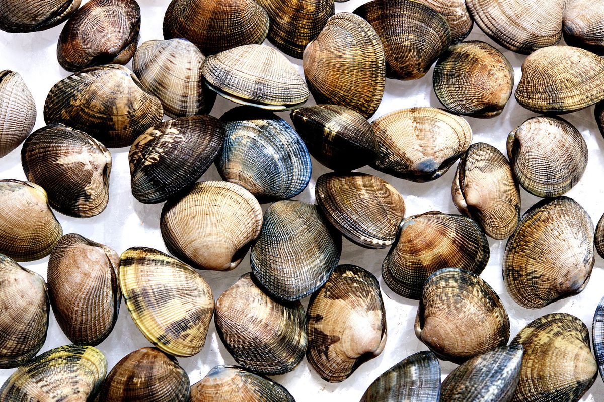 Le vongole italiane devono sparire per 3 millimetri di euroburocrazia