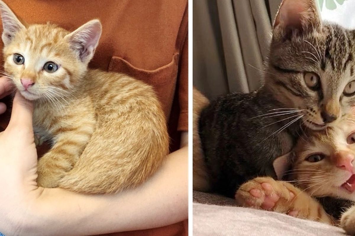 Kitten Found Wandering in Park - Woman Rescued Him and Went Back to Find His Siblings