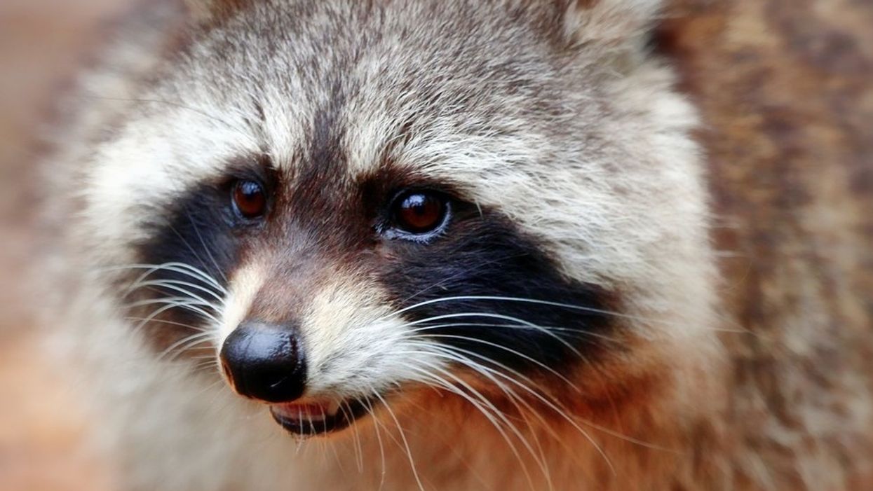 Raccoons invade Arkansas State library, serve as the ultimate study distraction