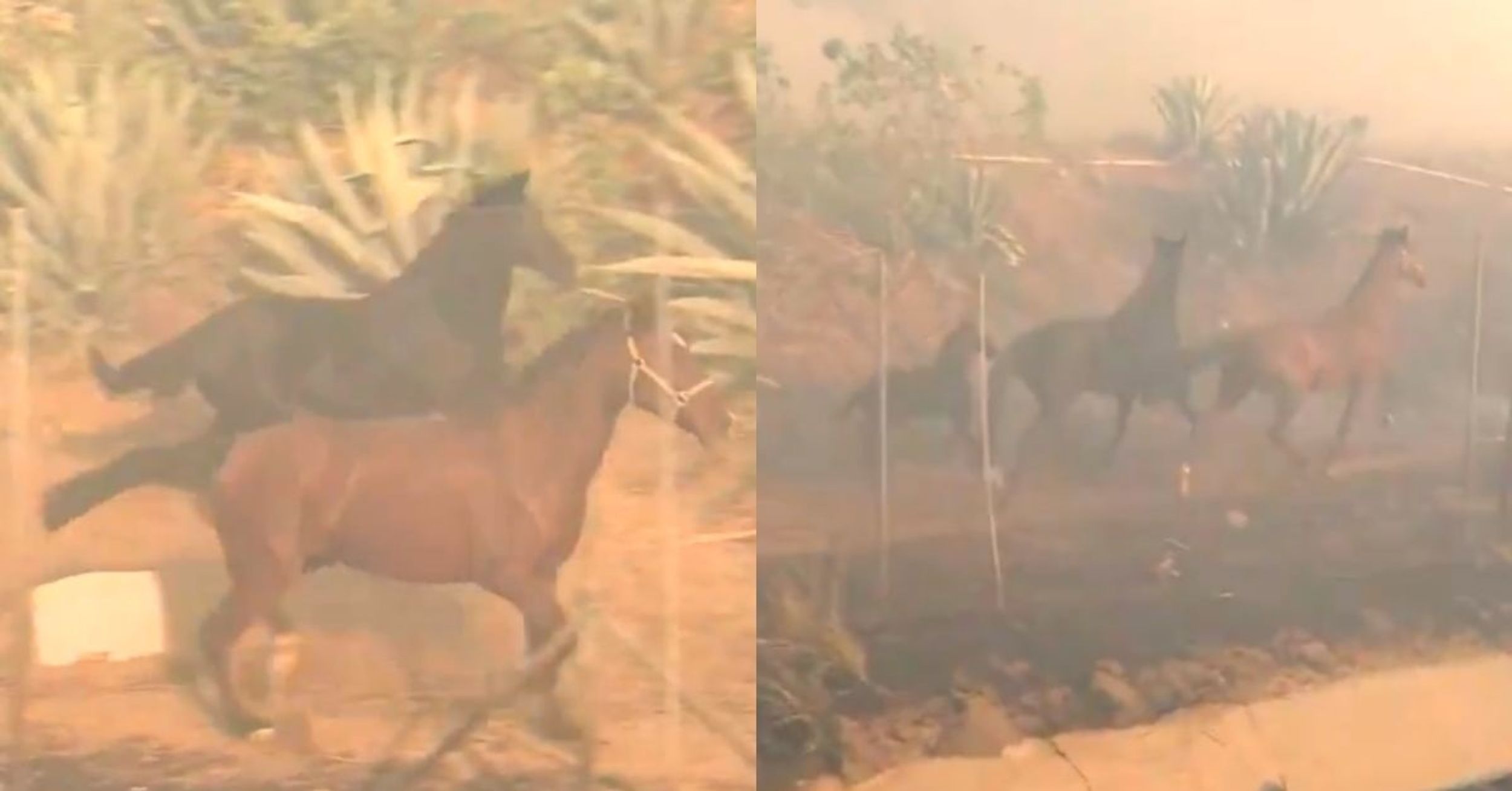 Brave Horse Runs Back Towards Fast-Moving California Wildfire To Save Its Family In Emotional Video
