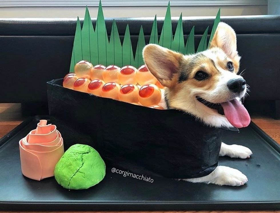 The Most Important Thing This Halloween is Corgis in Costumes