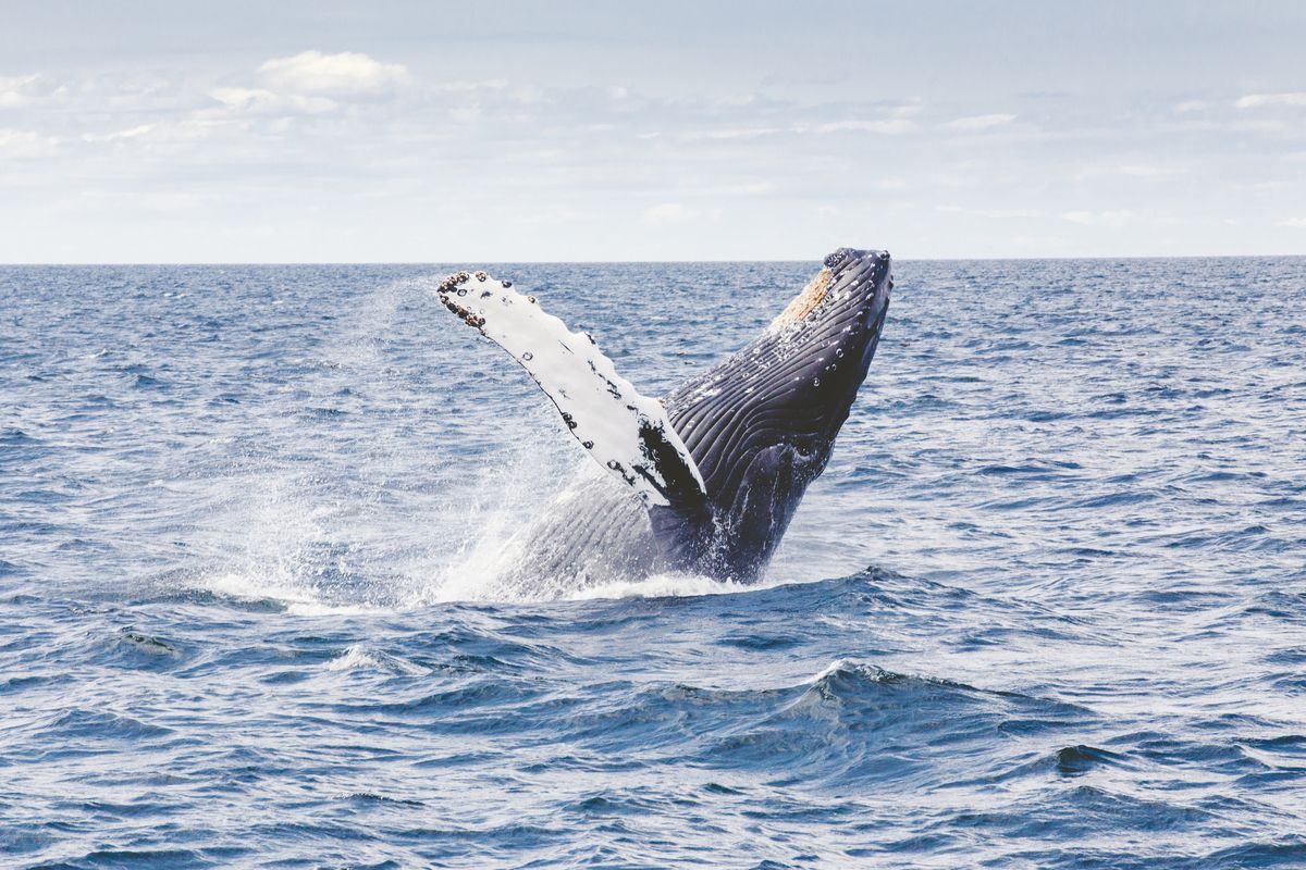 Humpback whales are close to losing endangered status