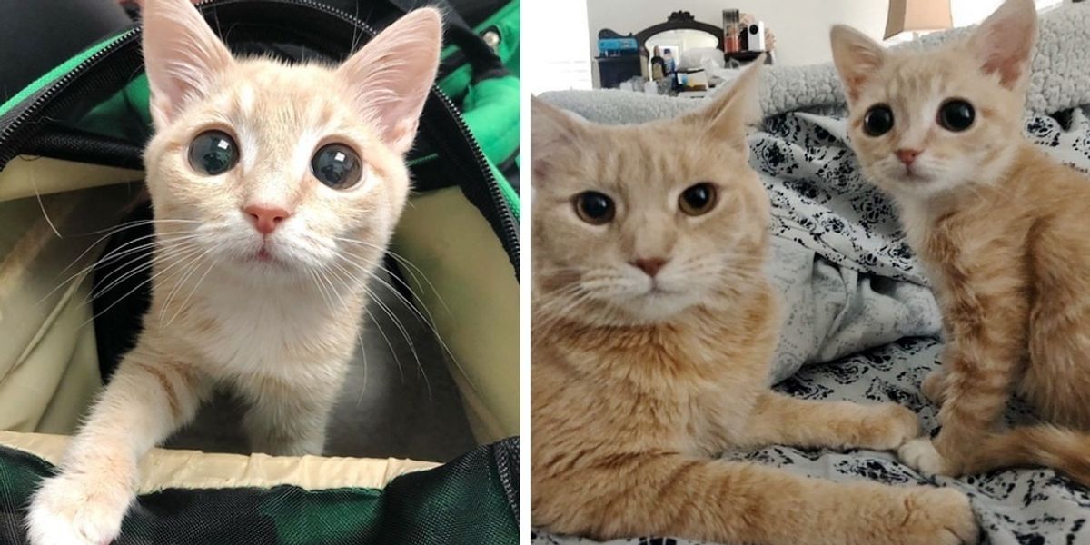 Woman Brings Home Kittens to Foster, Her Cat Takes the Runt Under Her