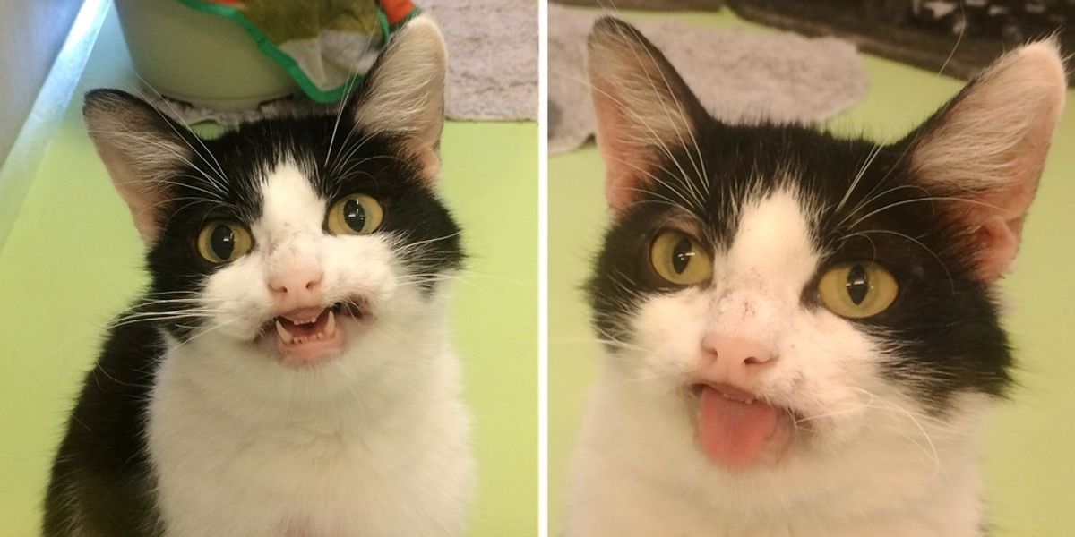 Cat Smiles at Everyone that Visits Shelter, and Hopes They Notice Her ...