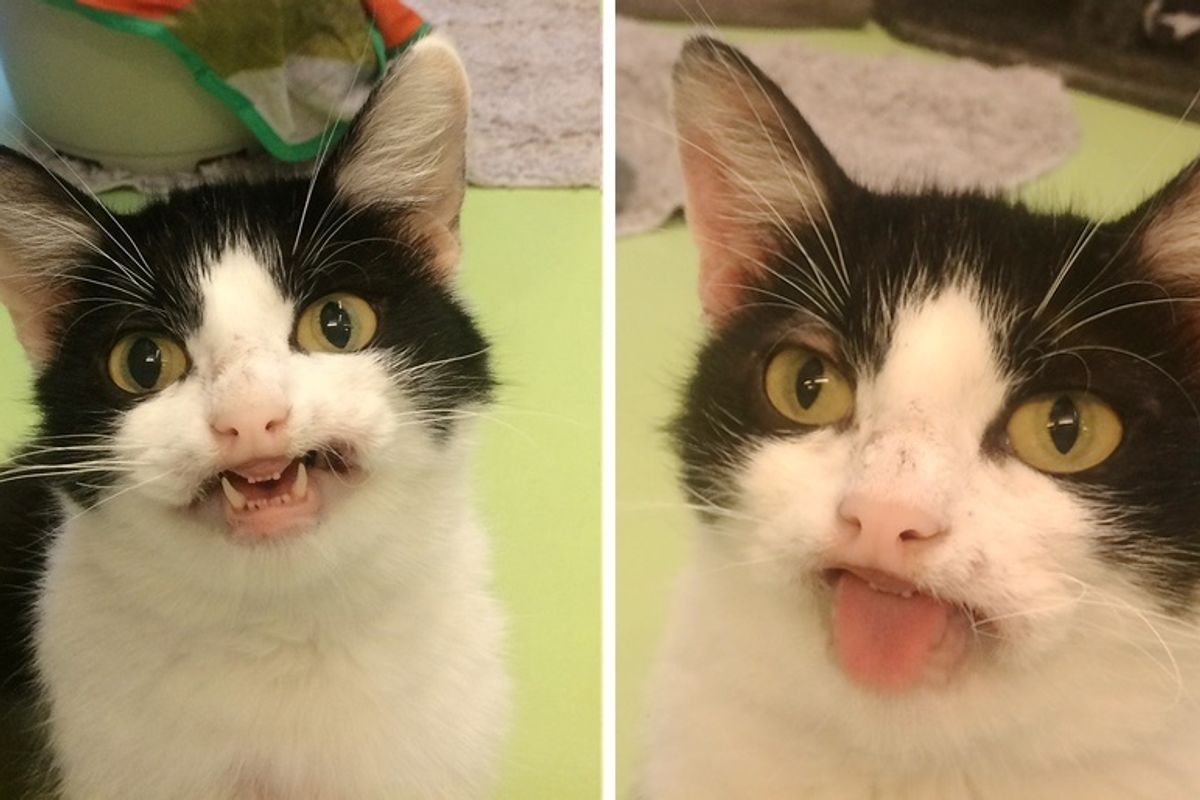 Cat Smiles at Everyone that Visits Shelter, and Hopes They Notice Her