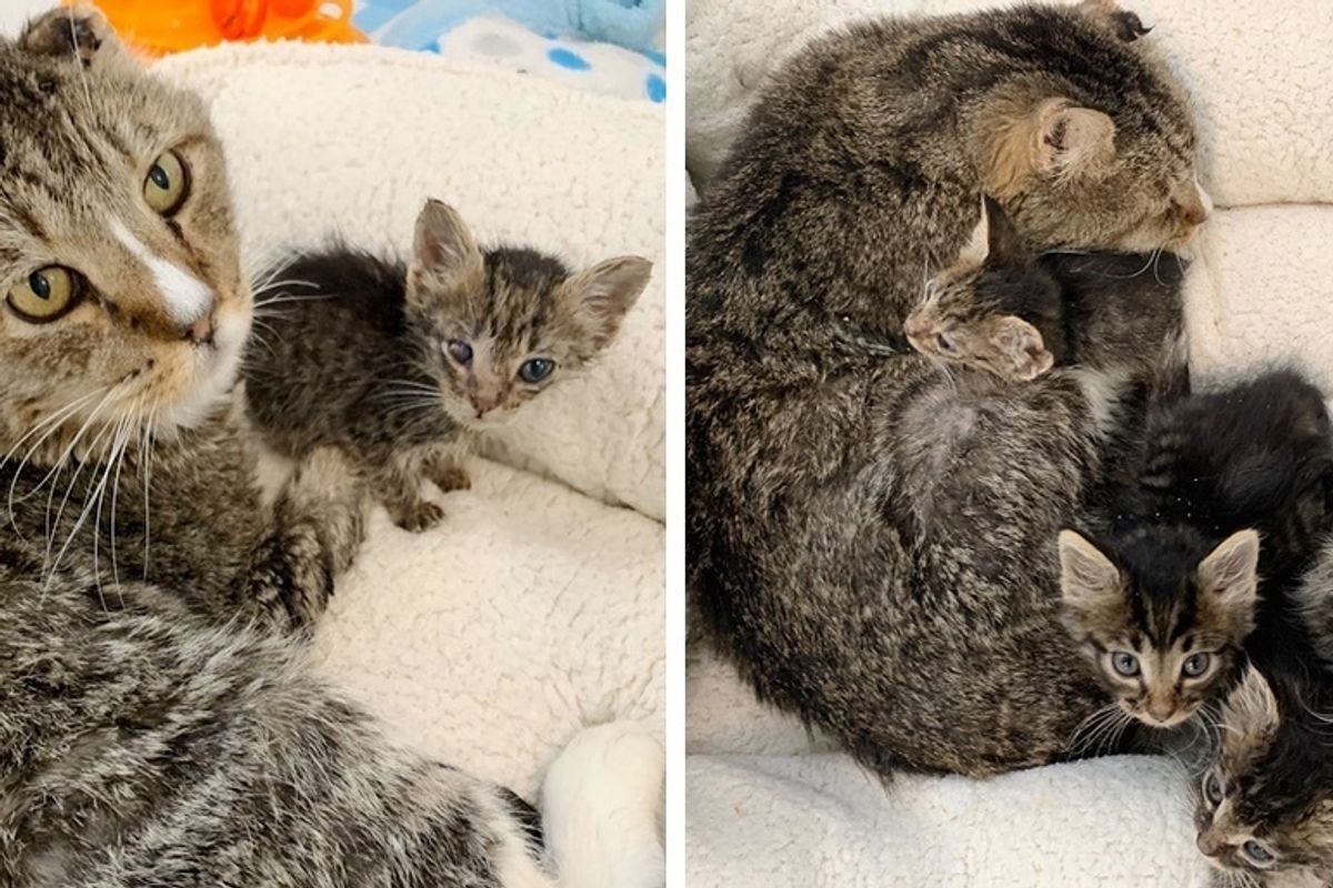 Cat Takes Kittens Under His Wing After They were Found Living in Parking Lot