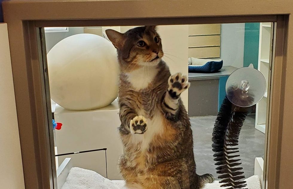 Cat Insists On Opening Door And Letting Other Cats Escape At