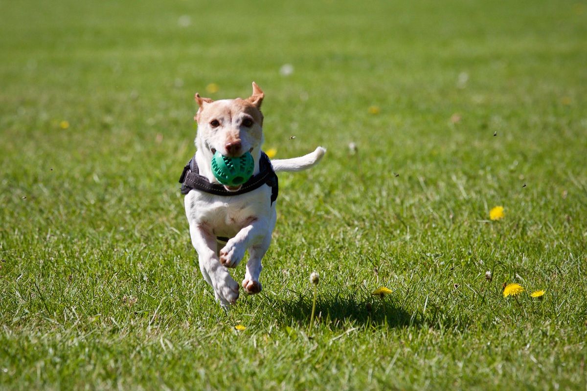 Walk and have a tee time with your dog in these pet-friendly golf courses