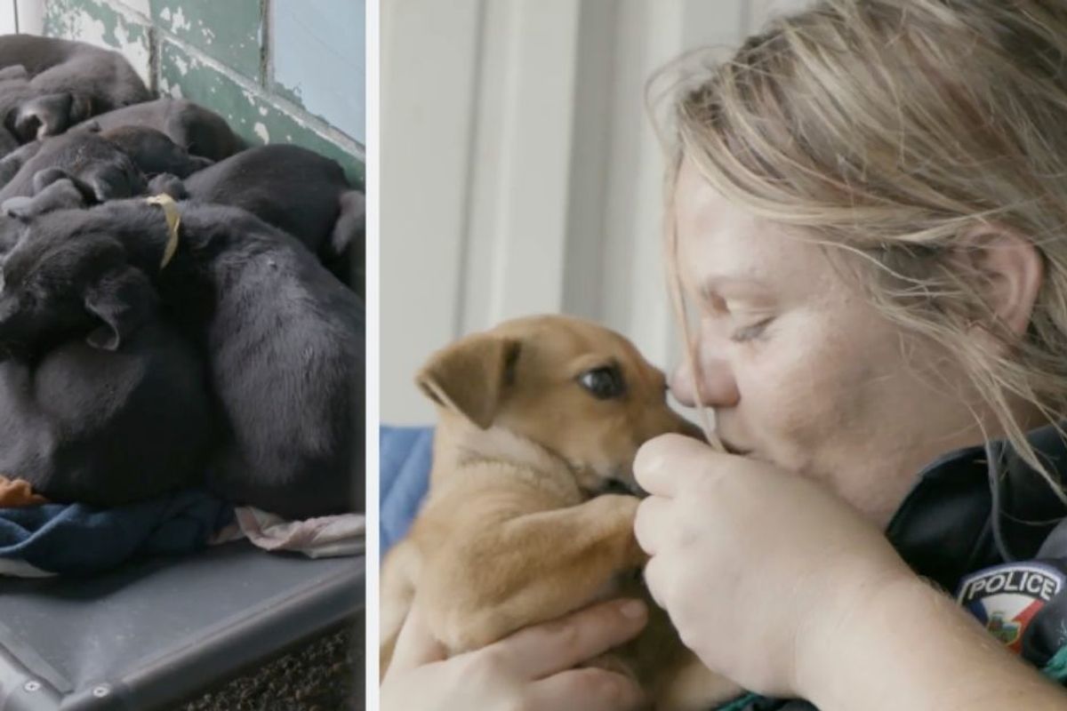 Woman who took animal shelter kill rate from 100% to 0% wins $35,000 'Unsung Hero' award