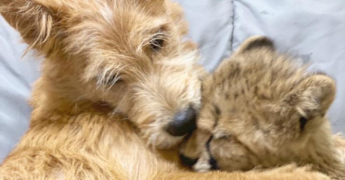 Zoo Explains Story Behind Puppy And Cheetah Cub's Bond After Video Of Their Friendship Goes Viral