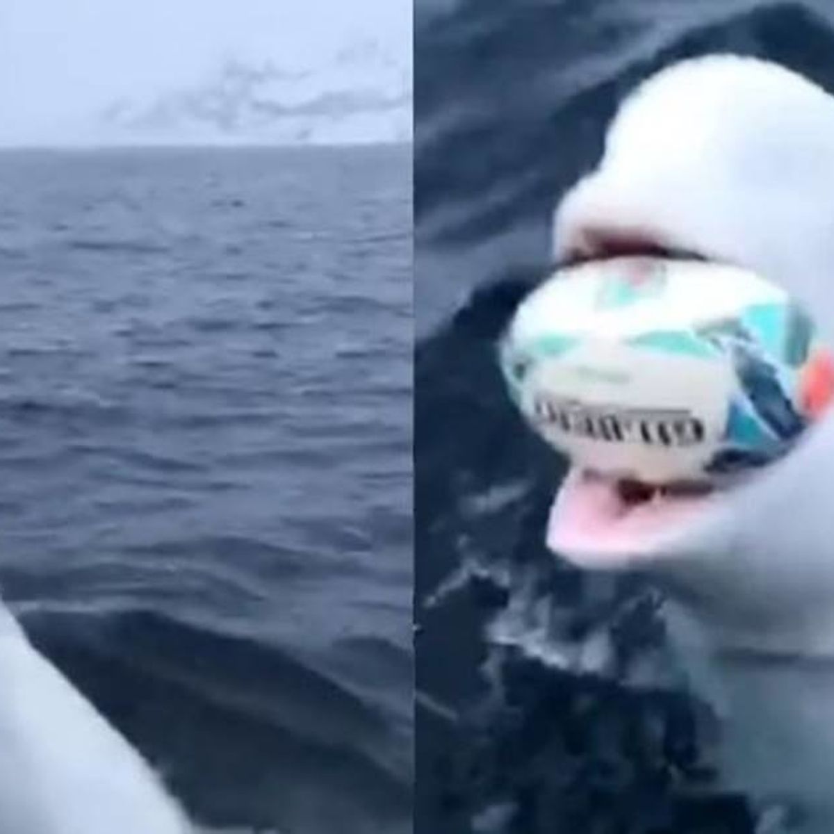 Beluga whale plays fetch with researchers - Upworthy