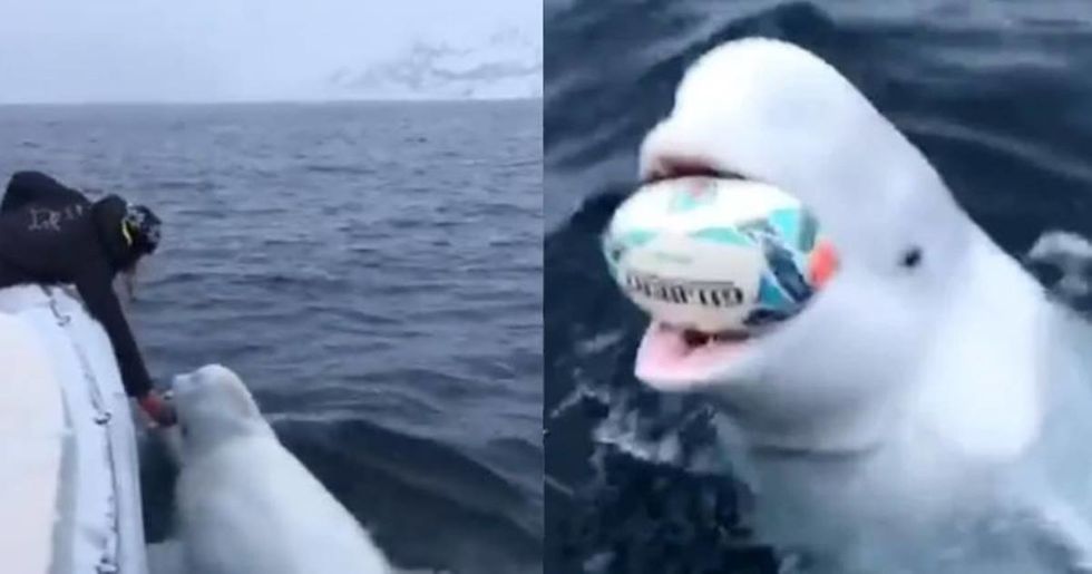 Amazing footage shows a beluga whale playing 'fetch' with marine researchers