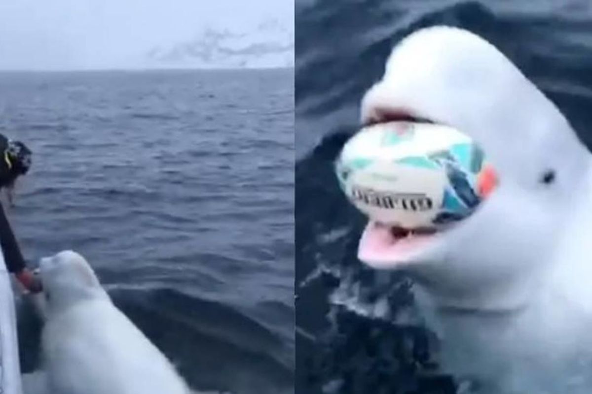 Amazing footage shows a beluga whale playing 'fetch' with marine researchers