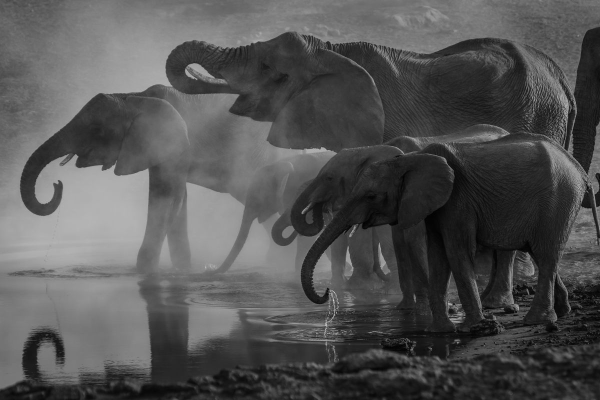 A new form of sound-based AI is being deployed to protect endangered African elephants