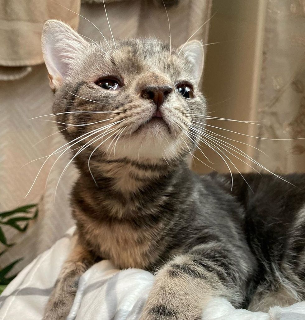 Kitten With Extra Chromosome Is So Happy When He Finds Family He Always 
