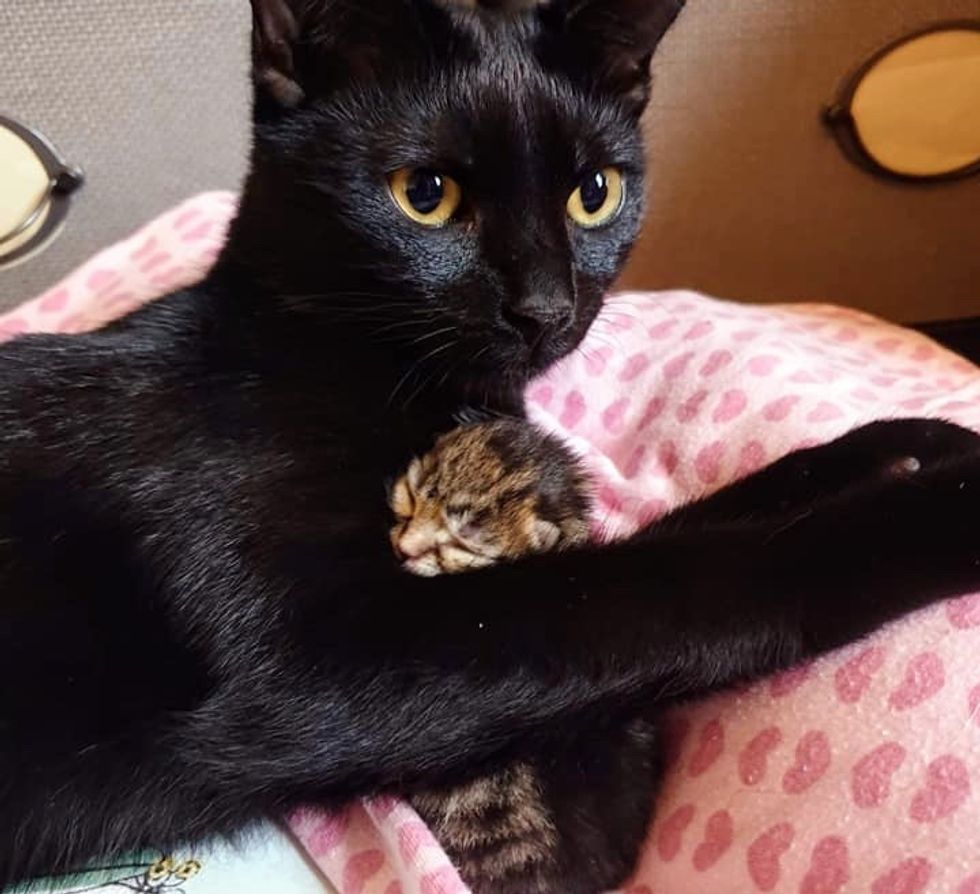 Cat Helps Care For Orphaned Kitten Who Was Rescued From Similar 