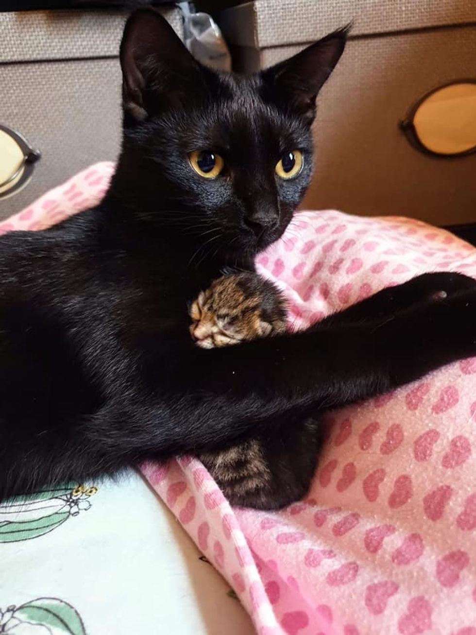 Cat Helps Care for Orphaned Kitten Who Was Rescued from Similar ...