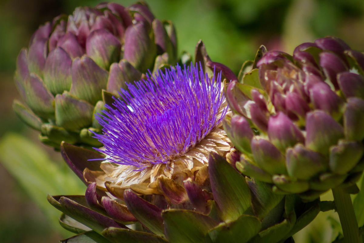 Il cardo ribelle: come mangiarlo e perché fa bene. I segreti del «carciofo selvatico»