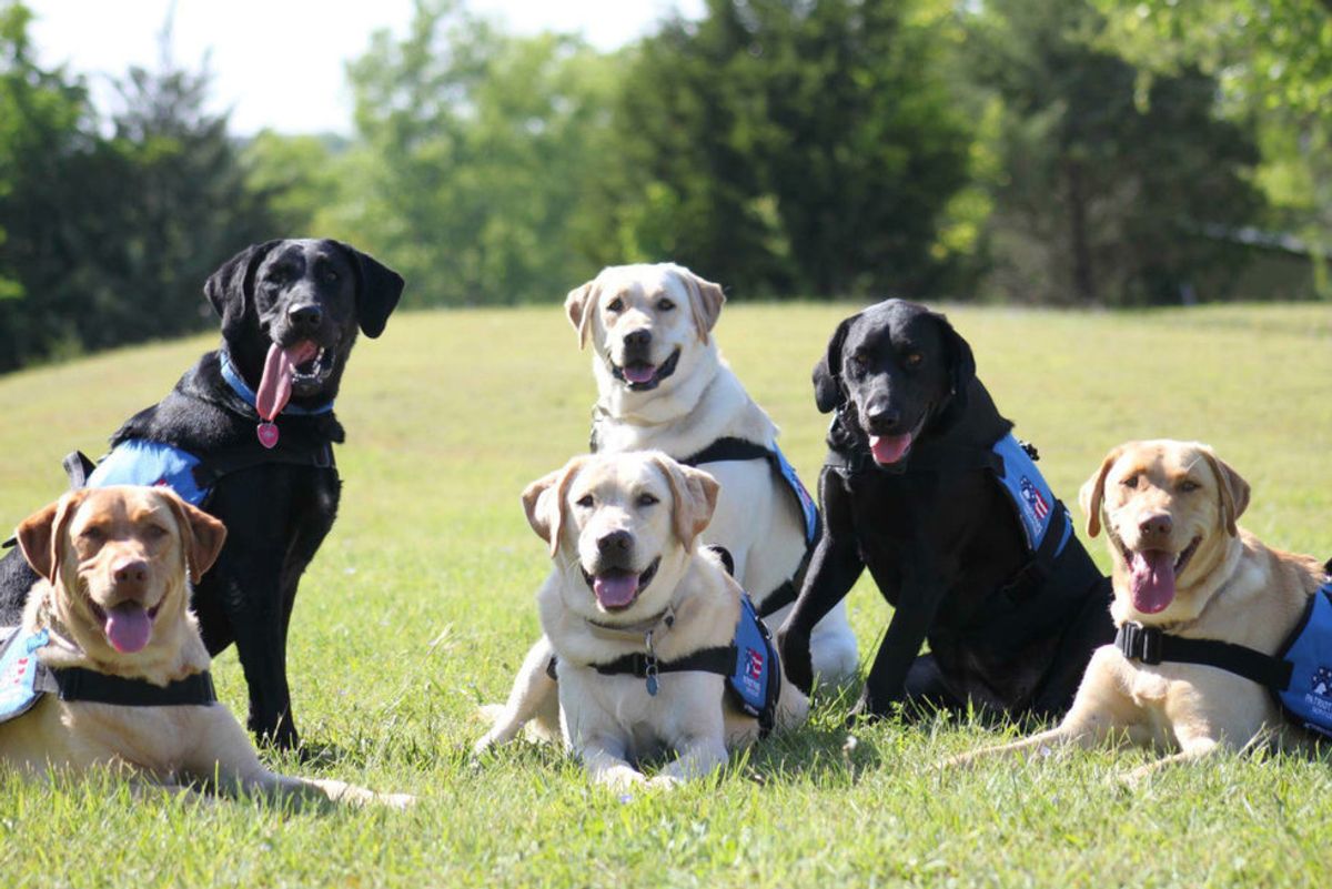 Ken Hoffman highlights a special group that unites four-legged friends with American heroes