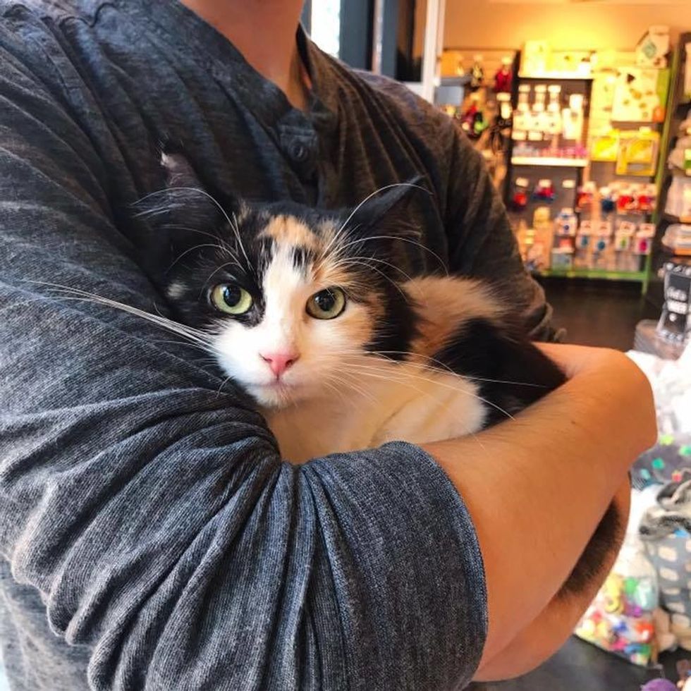 Cat is So Happy When Rescuer Stops to Help Her and Her Kittens Just in ...