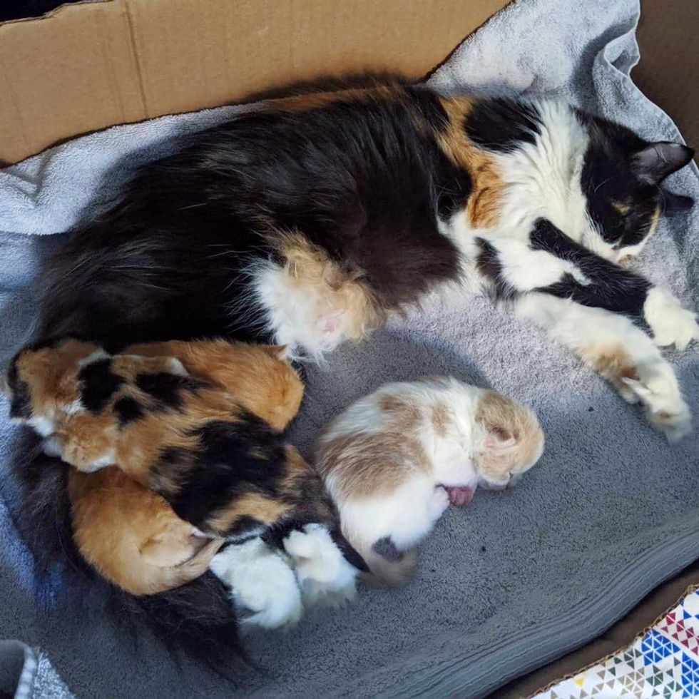 Cat is So Happy When Rescuer Stops to Help Her and Her Kittens Just in ...