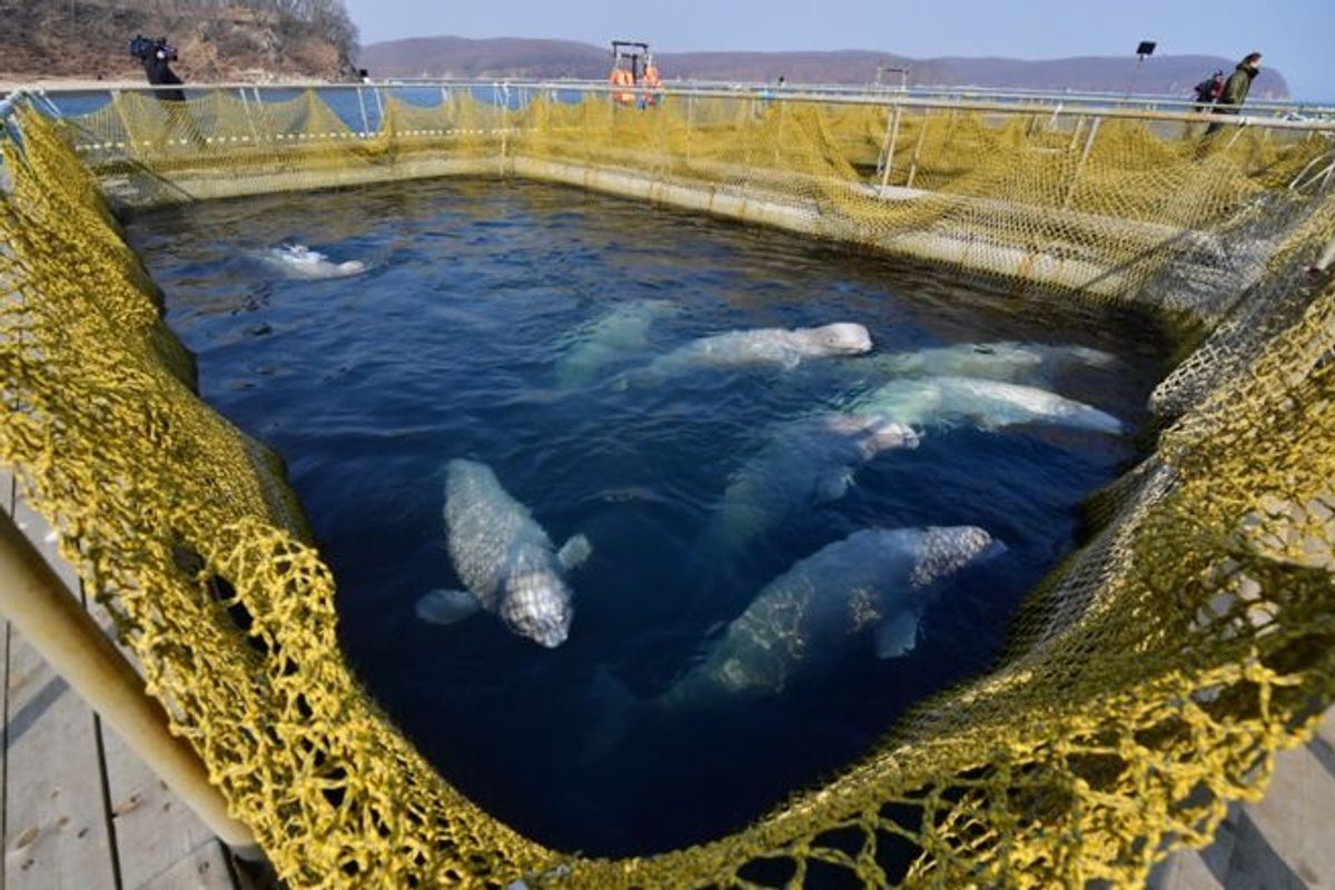 All the whales have finally been released from the 'whale jail' in Russia