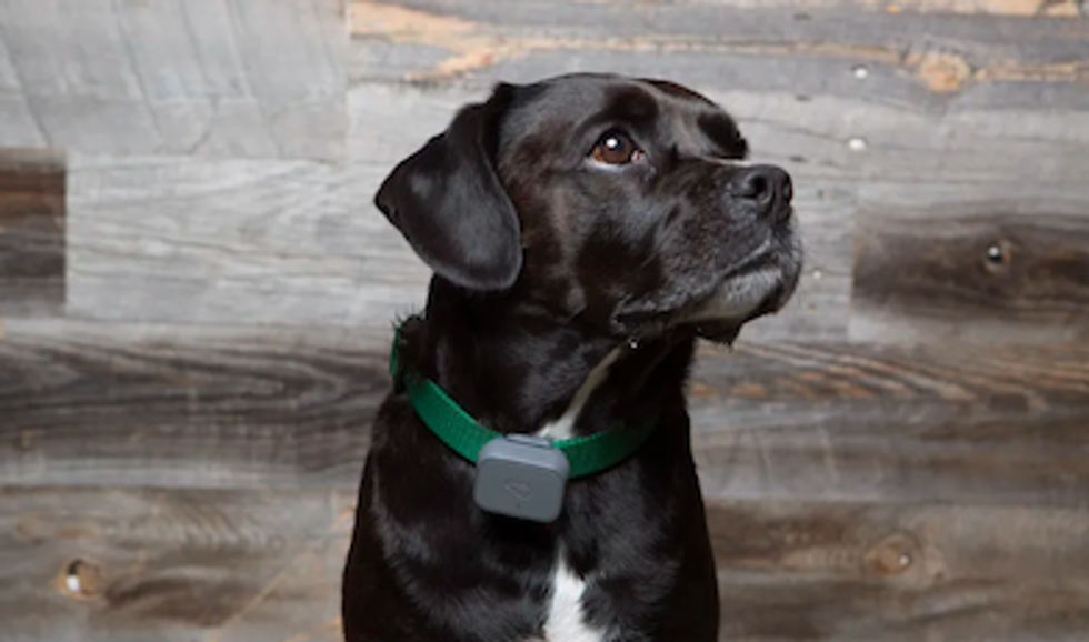 A Whistle tracker in green on the neck of a small black and white dog