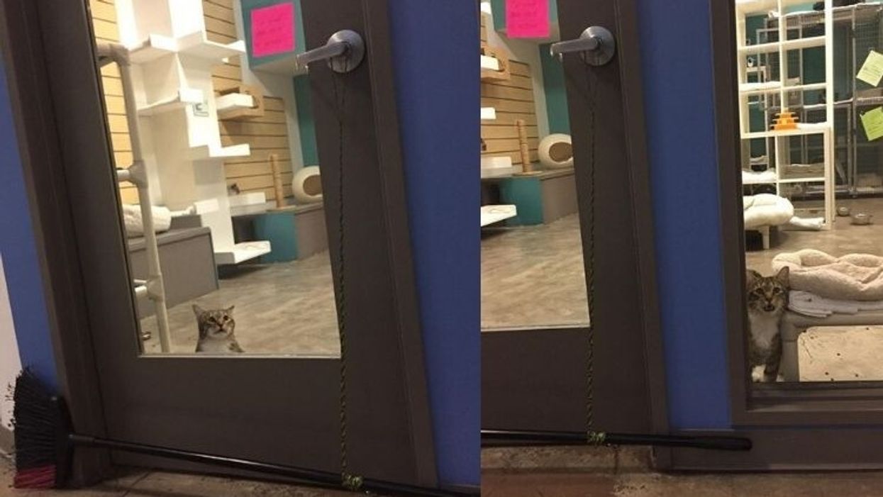 Clever cat gains internet fame for repeatedly trying to free his kitty comrades at Texas animal shelter
