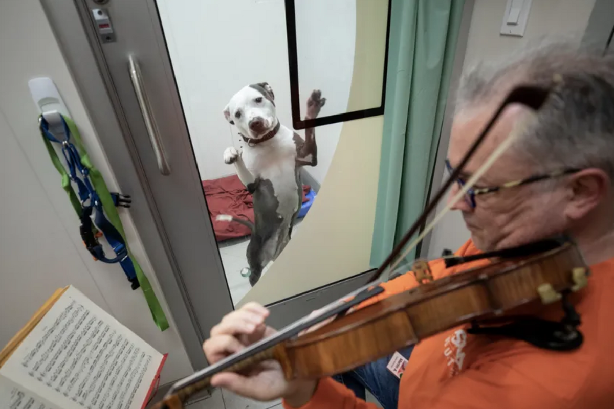 A professional violinist plays Bach for rescued shelter dogs and they love it