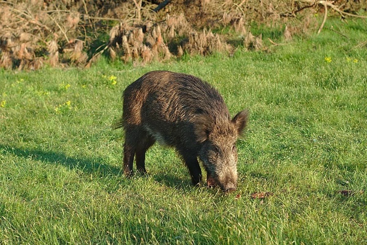 What's Scarier Than 30-50 Feral Hogs? How About Feral Hogs Stealing Cocaine?