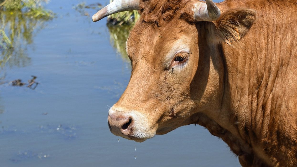 Cows swept away by Hurricane Dorian found alive months later on North Carolina's Outer Banks