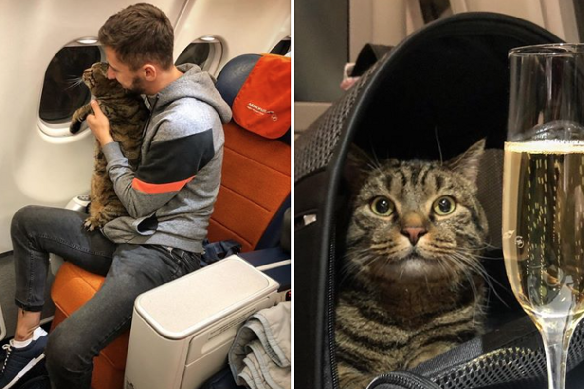 Man pulls off elaborate scheme involving body double to get his overweight cat on an airplane