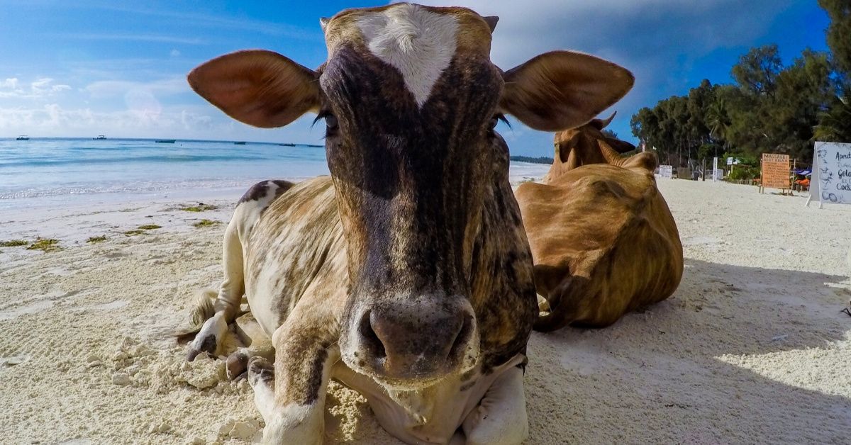 Three Cows Thought To Be Lost To Hurricane Dorian Found Alive On Island Four Miles Off Coast Of North Carolina